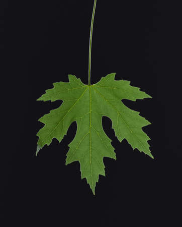 Green maple leaf on a black backgroundの写真素材