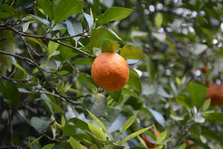 Fruit of wild orange on a tree branchの写真素材