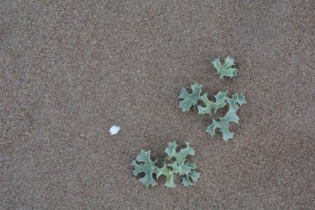 Desolate spines of green color on the sandの写真素材