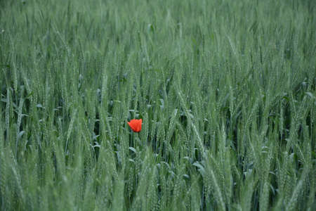 Lonely poppy flower on a green wheat fieldの写真素材