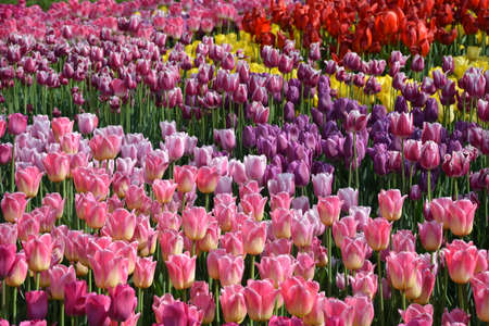 Many multicolored tulips grow on a flower bedの写真素材