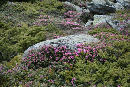 Flowering rhododendron Carpathianの写真素材