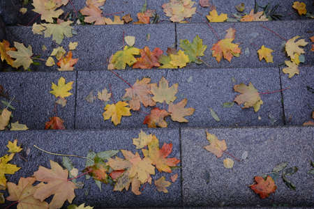 fallen leaves on stepsの写真素材