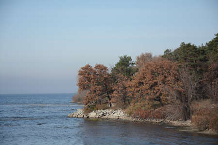 Withered oaks on the shore of a large lakeの写真素材