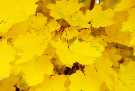 Brightly yellow maple leaves cover the ground in the parkの写真素材