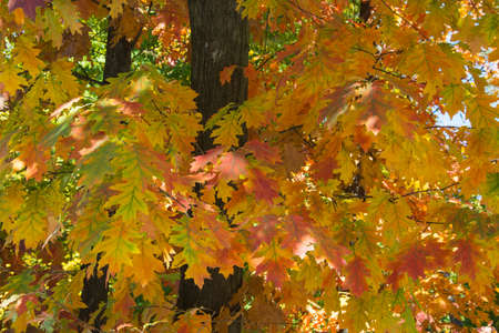 Multicolored oak leaves in autumnの写真素材