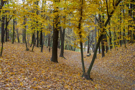 Road or trail in an autumn forest or parkの写真素材