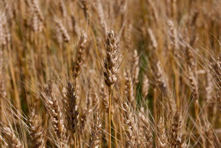 Ripe ears of wheat - a symbol of a good harvestの写真素材