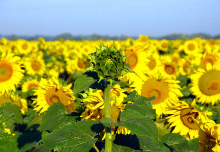 Unexpected sunflower against the background of blossoming sunflower flowersの写真素材