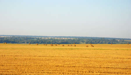 Classic autumn landscape with hay in a cleaned fieldの写真素材