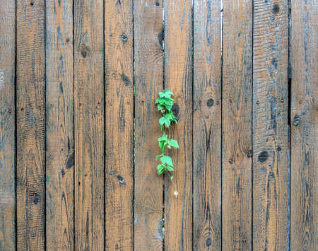 a branch of hops grows on a wooden fenceの写真素材