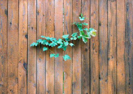 branches of wild grapes on a wooden fenceの写真素材
