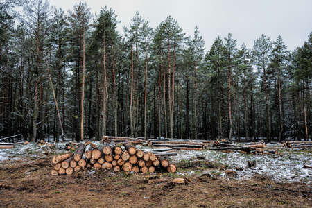 logging in the pine forest