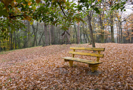 a wooden bench on the edge of a forest parkの写真素材