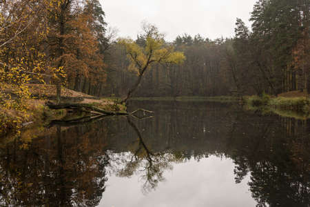 a forest lake in the woodsの写真素材