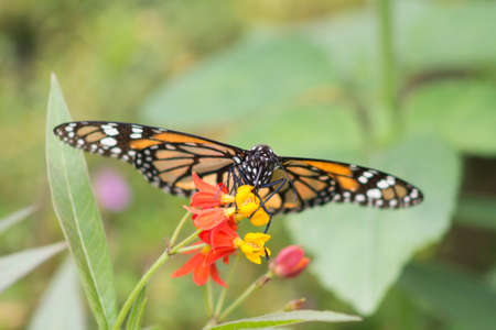 Monarch butterfly on flower