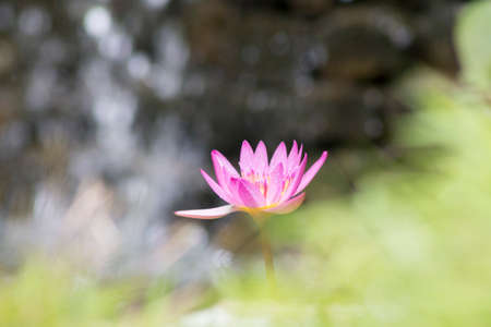 Flower with unfocused backgroundの写真素材