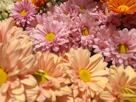 Closed up of colorful flowersの写真素材