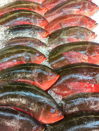 Fish on ice ready to buyの写真素材