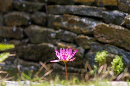 Purple lotus flower (Nymphaea Capensis), located in the Topotepui ranch, in Caracas. Venezuelaの写真素材