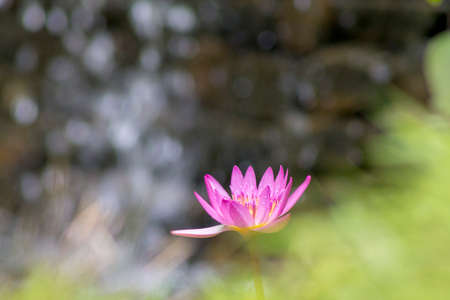 Purple lotus flower (Nymphaea Capensis), located in the Topotepui ranch, in Caracas. Venezuelaの写真素材