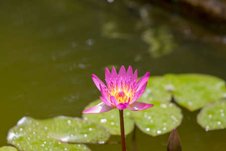 Purple lotus flower (Nymphaea Capensis), located in the Topotepui ranch, in Caracas. Venezuelaの写真素材
