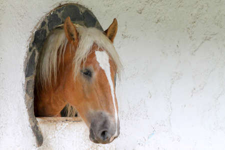 Horse stables of different breeds of horsesの写真素材