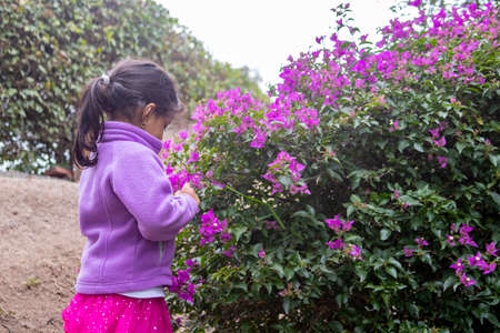 Cute little girl enjoying the smell of lilac flowers in the gardens of a parkの写真素材