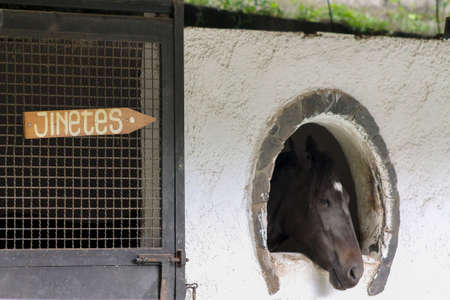 Horse stables of different breeds of horsesの写真素材