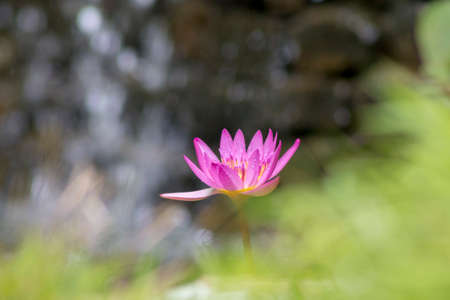 Purple lotus flower (Nymphaea Capensis), located in the Topotepui ranch, in Caracas. Venezuelaの写真素材