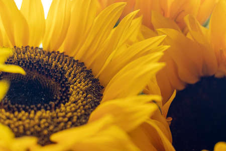 Close-up view of a yellow sunflowerの写真素材