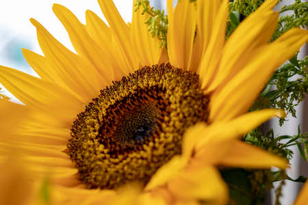Close-up view of a yellow sunflowerの写真素材