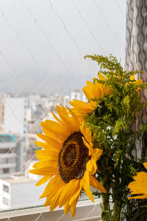 Close-up view of a yellow sunflowerの写真素材