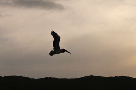 Pelicans flying in the sky during sunsetの写真素材