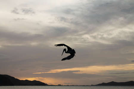 Pelicans flying in the sky during sunsetの写真素材