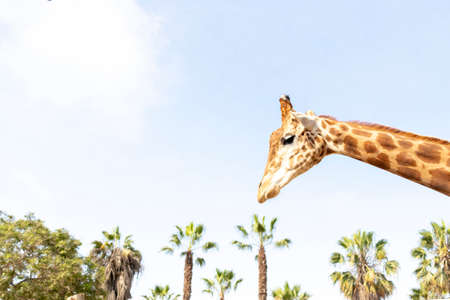 Cute giraffe under the blue skyの写真素材