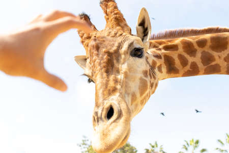 A hand trying to caress a Giraffeの写真素材