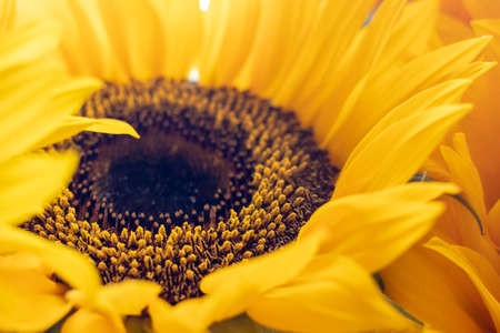 Close-up view of a yellow sunflowerの写真素材