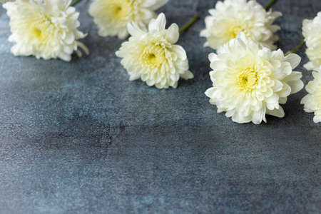 White Dahlia flowers on dark gray backgroundの写真素材