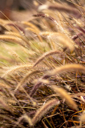 Closeup beautiful soft flowers of Pennisetum alopecuroidesの写真素材