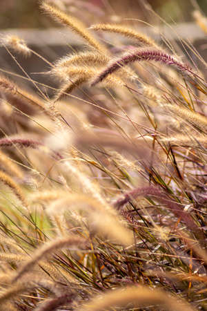 Closeup beautiful soft flowers of Pennisetum alopecuroidesの写真素材