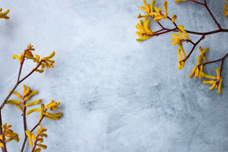 Yellow flowers kangaroo legs on marbled backgroundの写真素材