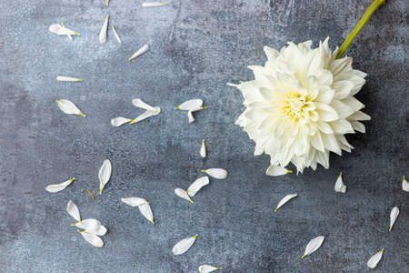 White Dahlia flowers on dark gray backgroundの写真素材