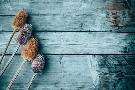 Dried colorful flowers on wooden backgroundの写真素材