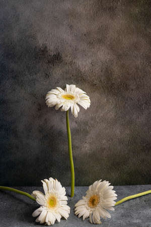 White gerbera flower on dark gray marbled backgroundの写真素材