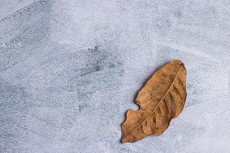 Marbling gray background with dried leaves on the edgeの写真素材