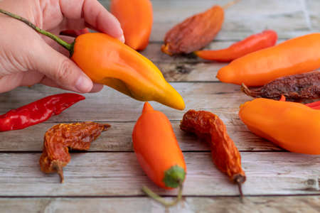 View of several Peruvian peppers, such as yellow chili, limo chili and paprikaの写真素材