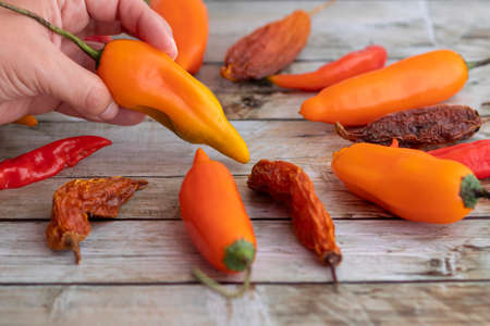 View of several Peruvian peppers, such as yellow chili, limo chili and paprikaの写真素材
