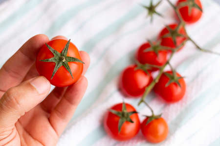 Hands holding cherries tomatoesの写真素材