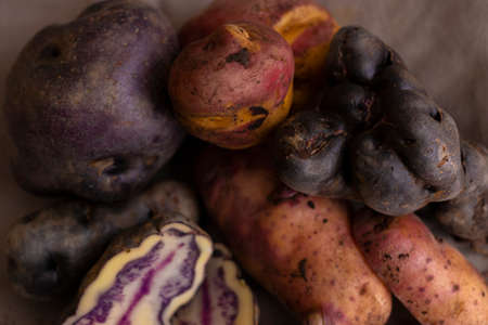 Peruvian native potatoes, harvested in Cusco, Peruの写真素材
